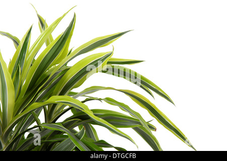 Chlorophytum - immergrüne mehrjährige blühende Pflanzen in der Familie Asparagaceae. Stockfoto