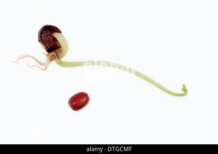 Runner Bean, Scarlet Runner Bean oder Multiflora Bohne (Phaseolus Coccineus, Phaseolus Multiflorus), Sämling Stockfoto