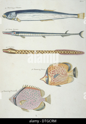 Farbige Darstellung der vier Fische und ein Aal Stockfoto