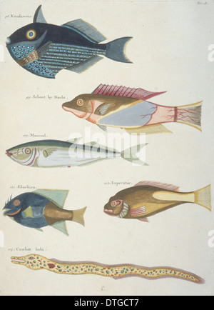 Farbige Darstellung der vier Fische und ein Aal Stockfoto