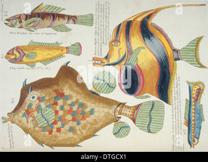 Farbige Darstellung der fünf Fische Stockfoto