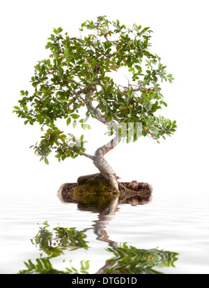 Bonsai-Baum fotografiert im Studio auf weißem Hintergrund Stockfoto