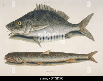 Margate Fisch (oben) & Meer Sperber (unten) Stockfoto