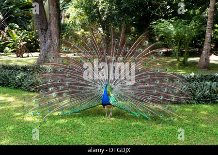 Eine männliche Peaccock zeigt seine Federn in einem Versuch, Augenflecken zur Paarung anzulocken. Stockfoto