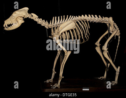 Canis SP. Eskimo Hund namens "Arctic King". Stockfoto