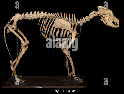 Canis SP. Eskimo Hund namens "Arctic King" Stockfoto