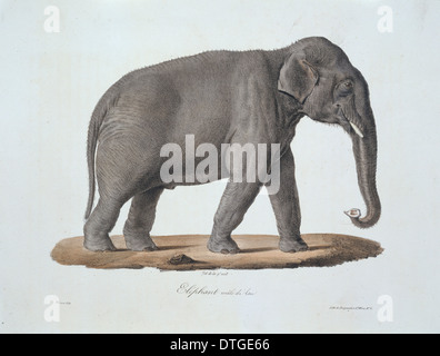 Asiatischer Elefant Elephas maximus Stockfoto