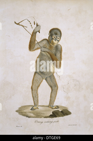 Pongo Pygmaeus, Orang-Utan Stockfoto