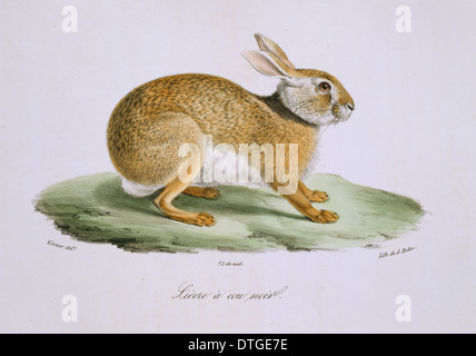 Lepus Europaeus, europäischer Feldhase Stockfoto