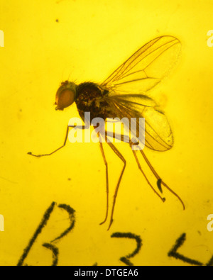 Dolichopodidae, langbeinige fliegen in Bernstein Stockfoto