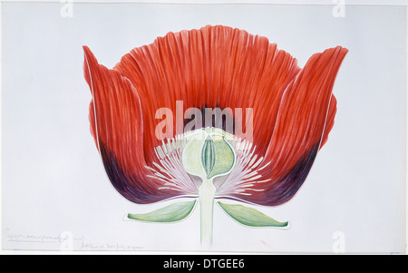 Papaver Somniferum, Schlafmohn Stockfoto