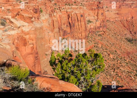 Stachelbeere Canyon vom White Rim Trail in Canyonlands National Park, Utah. Stockfoto