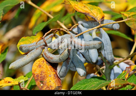 Toten Mannes Finger, blaue Wurst Obst, blaue Gurke Strauch, blaue Bohne Strauch oder Blue Bean Tree (Decaisnea Fargesii), Früchte Stockfoto