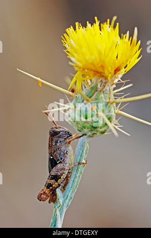 Blau-geflügelte Heuschrecke (Sphingonotus Caerulans) und gelbe Sterne Distel oder goldene Starthistle (Centaurea Solstitialis) Stockfoto