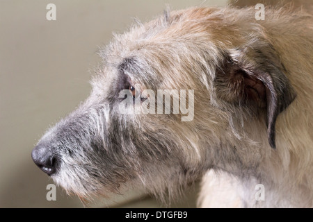 Irischer Wolfshund Kopf Zeichenfolge nach vorne auf die Ontario Züchter Hundeausstellung in Lindsay, Ontario Stockfoto