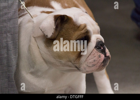 Englische Bulldogge wartet seinerseits zu gehen in den Ring an der Ontario Züchter Hundeausstellung in Lindsay, Ontario Stockfoto