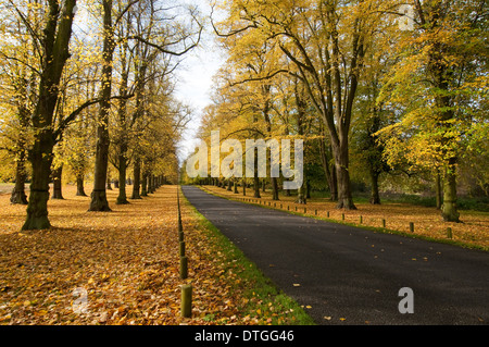 Herbst an der berühmten Avenue Lime Tree, Clumber Nottinghamshire England UK Stockfoto