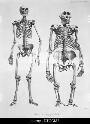 Homo Sapiens, der Mensch und der westliche Gorilla Gorilla gorilla Stockfoto