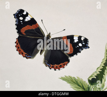 Vanessa Atalanta, Red admiral Stockfoto