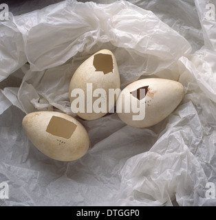 Aptenodytes Forsteri, Kaiserpinguin Eiern Stockfoto