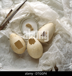 Aptenodytes Forsteri, Kaiserpinguin Eiern Stockfoto