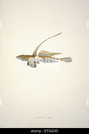 Callionymus Lyra, dragonet Stockfoto