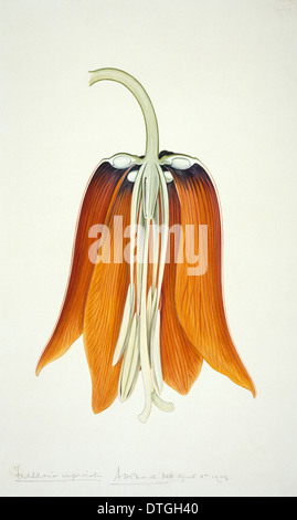 Fritillaria Imperialis, Crown imperial lily Stockfoto