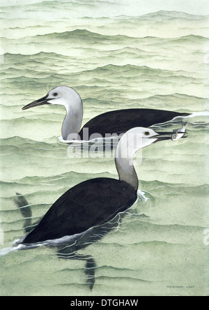 Hesperornis Regalis, kreidezeitlichen Vogel Stockfoto