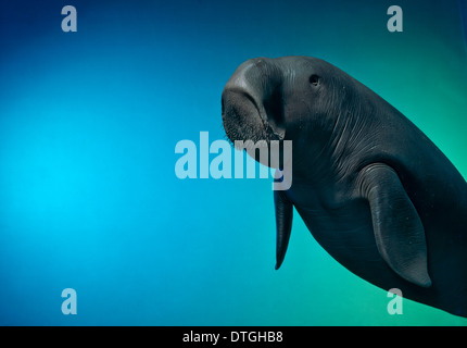 Dugong Dugon, dugong Stockfoto