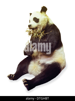 Ailuropoda Melanoleuca, großer panda Stockfoto