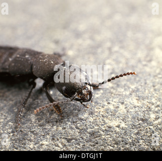 Staphylinus Olens, des Teufels Trainer Pferd Käfer Stockfoto