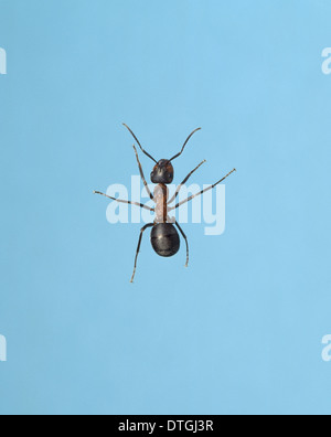 Formica Rufa, Waldameisen Stockfoto