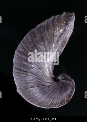 Gryphaea Dilatata, des Teufels Zehennagel Stockfoto