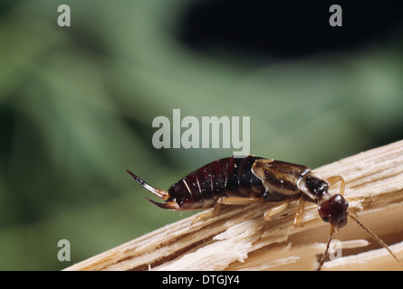 Forficula Auricularia, gemeinsame Ohrwurm Stockfoto