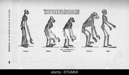 Hylobates SP, Pongo Pygmaeus, Pan Troglodytes Gorilla Gorilla und Homo Sapiens. Stockfoto