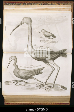 Vogel-Illustration von Sir Hans Sloane Natural History of Jamaica Stockfoto