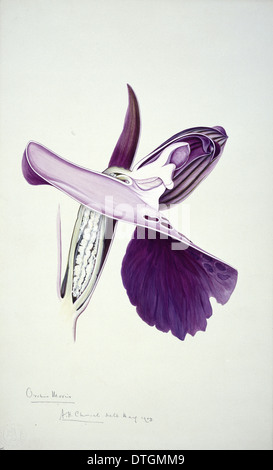 Orchis Morio, Green-winged orchid Stockfoto