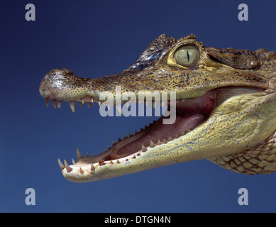 Caiman Crocodilus, brillentragende Kaiman Stockfoto