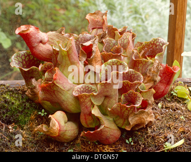 Sarracenia Purpurea Ssp Venos, lila Kannenpflanze Stockfoto