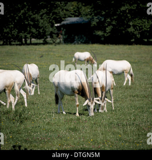 Oryx Dammah, Krummsäbel-horned oryx Stockfoto