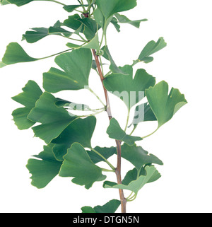 Ginkgo Biloba, tausend Baum Stockfoto