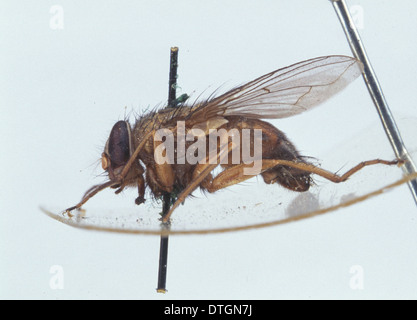 Hexamerinaufnahme eingespieltes, Schmeißfliege Larve und Puppe Stockfoto