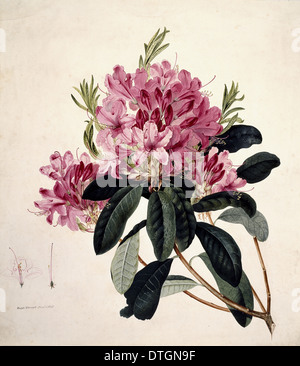 Rhododendron-sp. Stockfoto