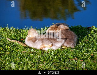 Drei Gänsel am Ufer Stockfoto