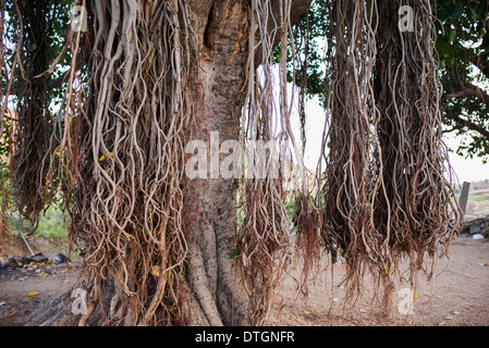 Ficus Benghalensis. Indische Banyan Tree mit Antenne prop Wurzeln. Indien Stockfoto