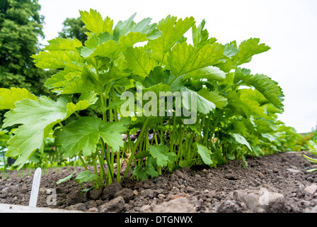 Pastinaken-Sämlinge wachsen in Folge im freien Stockfoto