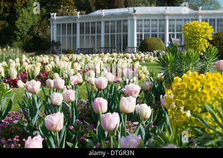 Die Kamelie-Haus und die Gärten in Wollaton Hall und Wildpark, Nottingham England UK Stockfoto