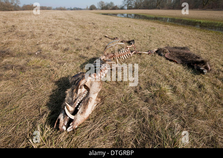 Skelett von einem untergegangenen Wildschwein (Sus Scrofa), Elbe-Fluss-Auen in der Nähe von Dessau-Roßlau, mittlere Elbe-Biosphärenreservat Stockfoto