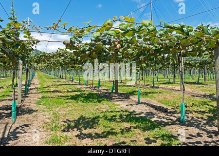 Kiwi-Früchte (Schnitt Deliciosa), Plantage mit reifer Frucht, East Cape, Gisborne Region, Nordinsel, Neuseeland Stockfoto