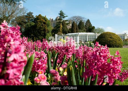 Die Kamelie-Haus und die Gärten in Wollaton Hall und Wildpark, Nottingham England UK Stockfoto